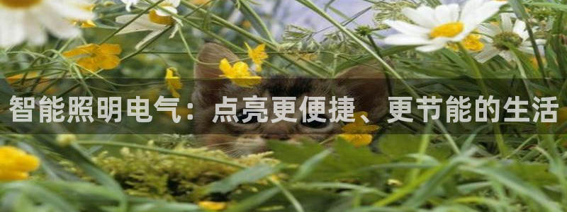云顶国际旅行社